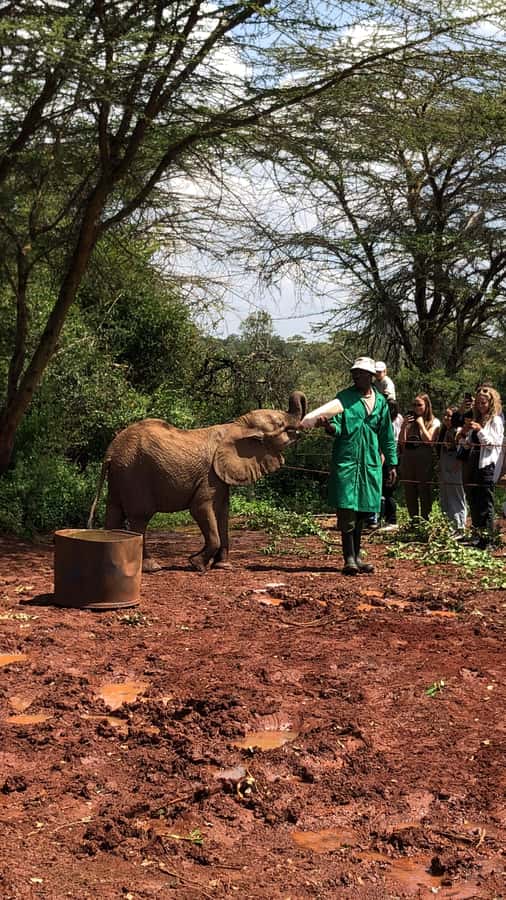 Nairobi Park, Elephant Sanctuary, & Giraffe Center Tour - Nairobi National Park, wildlife beside the skyline
