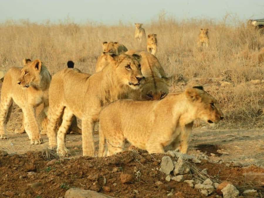 Nairobi Park, Giraffe & Elephant Orphanage with Museum Visit - The day’s best reasons to go