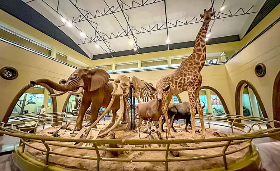 Nairobi Park, Giraffe & Elephant Orphanage with Museum Visit - A strong Nairobi introduction, with one crowded day