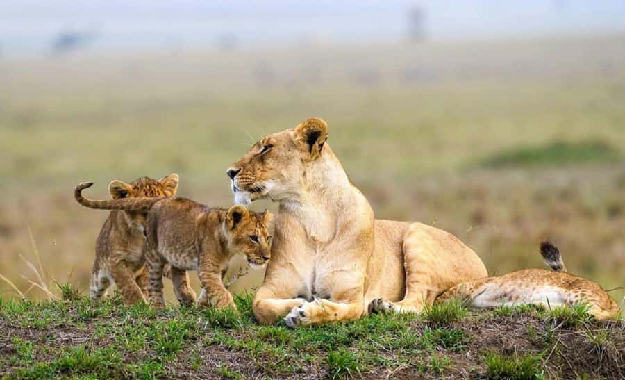 Nairobi Park, Giraffe & Elephant Orphanage with Museum Visit - Nairobi National Park: safari with a city skyline
