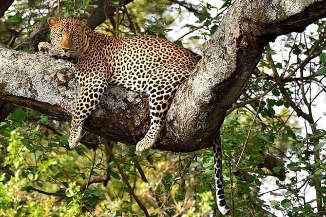 Nairobi park, steamark birds, Girraffe center & bomas - Why this Nairobi day tour works