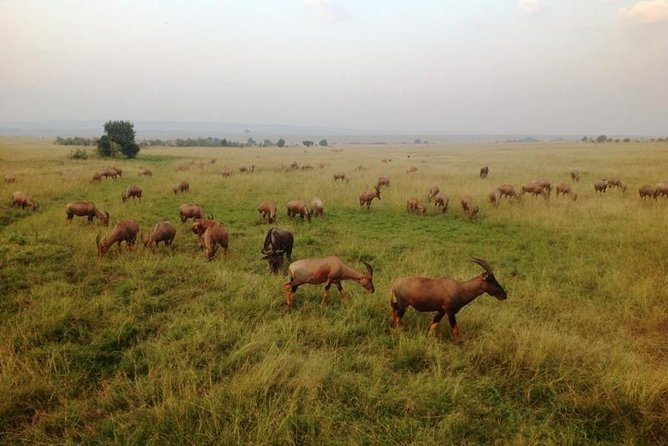 Nairobi park, steamark birds, Girraffe center & bomas - Bomas of Kenya brings music and living traditions