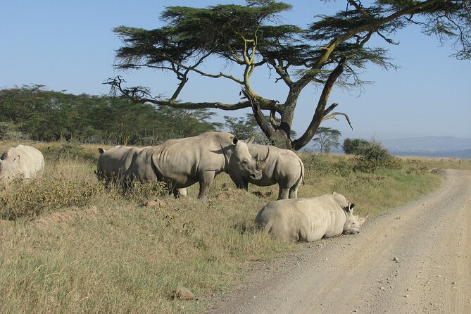 Nairobi Park Wildlife Safari - Nairobi Safari Walk and the raised boardwalk