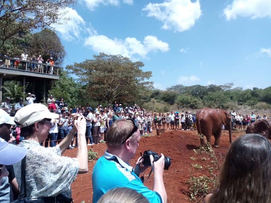 Nairobi: Private Elephant Orphanage Tour - Key points to know before booking
