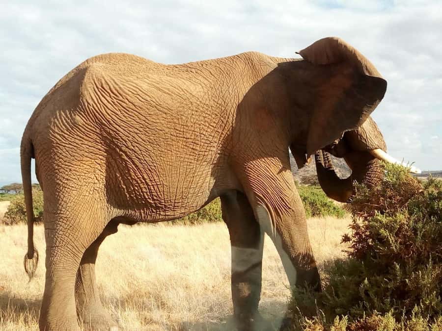 Nairobi: Private Elephant Orphanage Tour - The elephants are the reason to go
