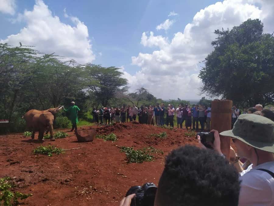 Nairobi: Private Elephant Orphanage Tour - Adoption adds meaning to the visit