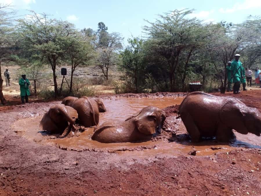 Nairobi: Private Elephant Orphanage Tour - Is $100 good value for private transport?