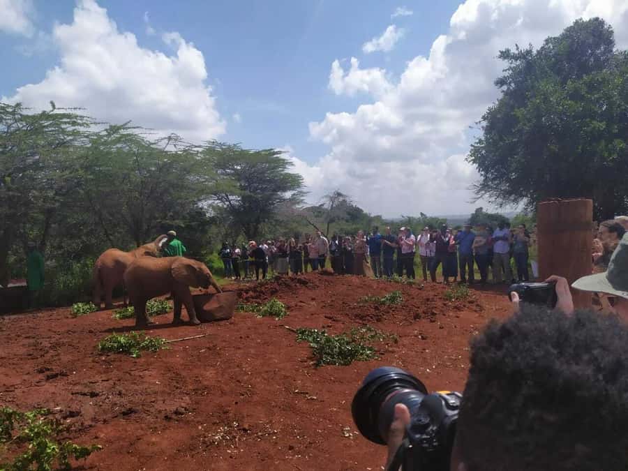 Nairobi: Private Elephant Orphanage Tour - Timing, language, and what to bring