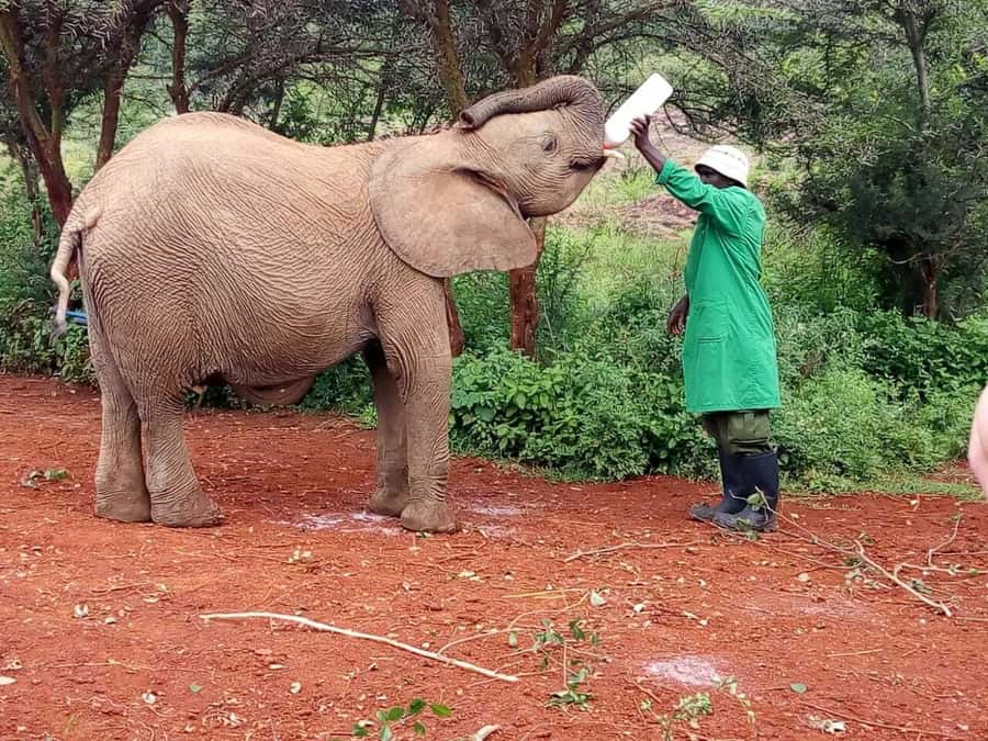 Nairobi: Private Elephant Orphanage Tour - Who will enjoy this Nairobi outing?