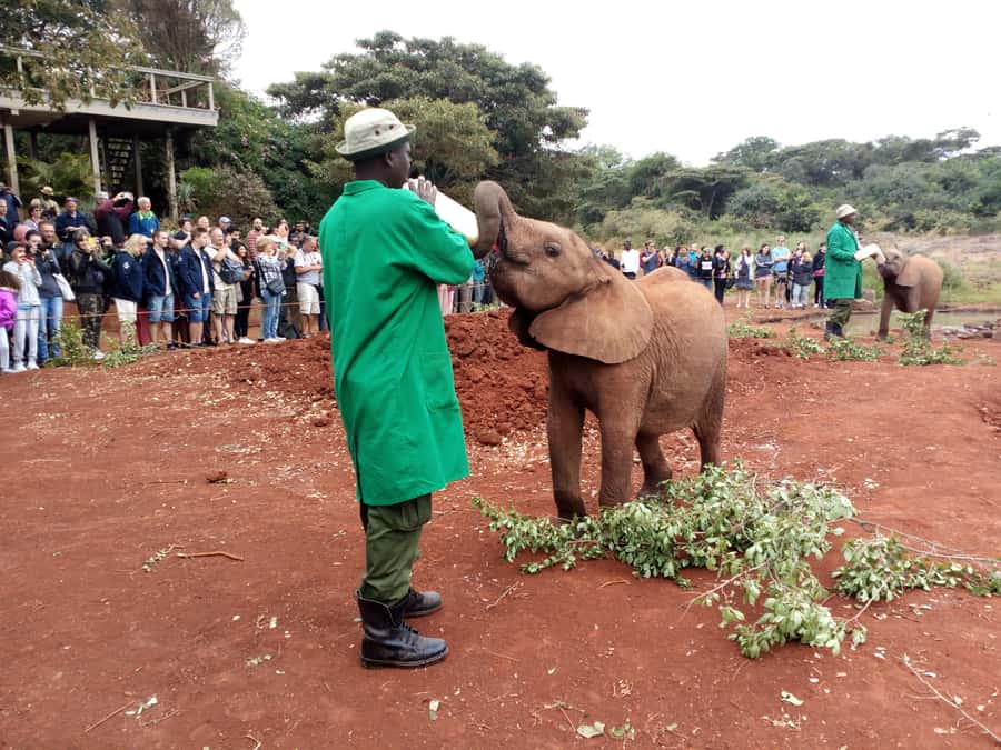 Nairobi: Private Elephant Orphanage Tour - What happens at 10:45 AM