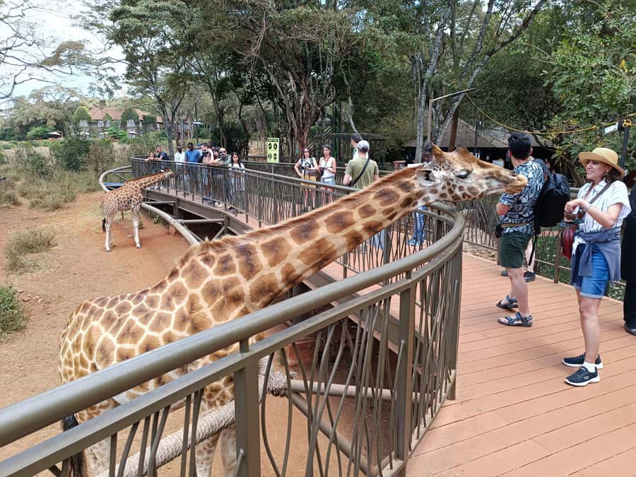 Nairobi: Private Tour with a Local Guide - Meeting giraffes at the Giraffe Centre