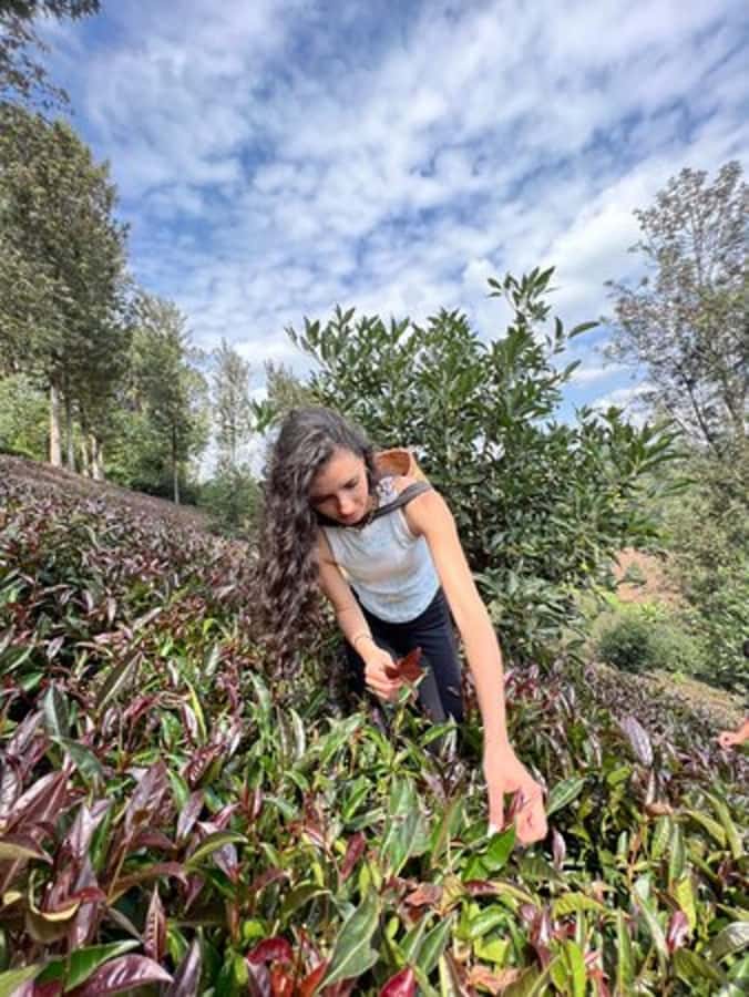 Nairobi: Purple Tea Farm Gatura Greens Day Trip - From Nairobi to Gatura Greens in about two hours