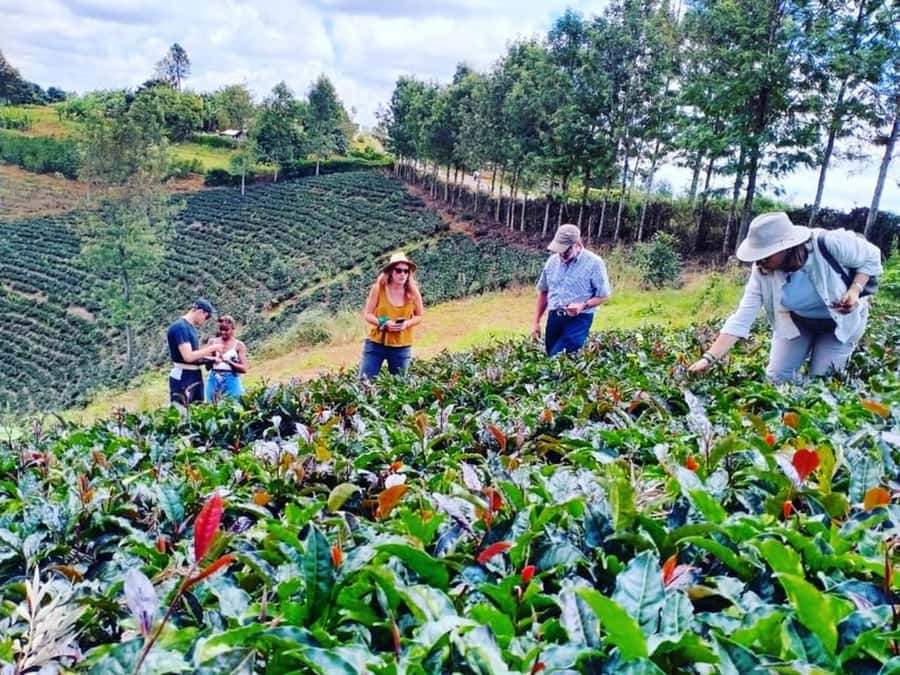 Nairobi: Purple Tea Farm Gatura Greens Day Trip - Picking leaves in the tea fields