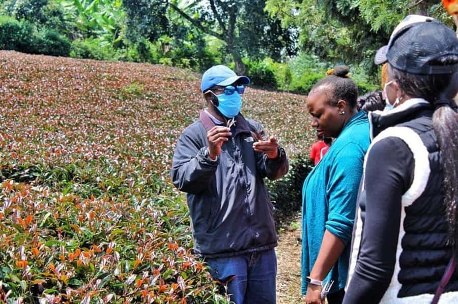 Nairobi: Purple Tea Farm Gatura Greens Day Trip - What the $54 price really covers