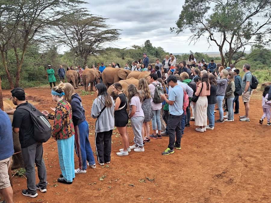 Nairobi’s Best:Elephants,Giraffes Center & Karen Blixen Tour - What this Nairobi half-day tour really offers