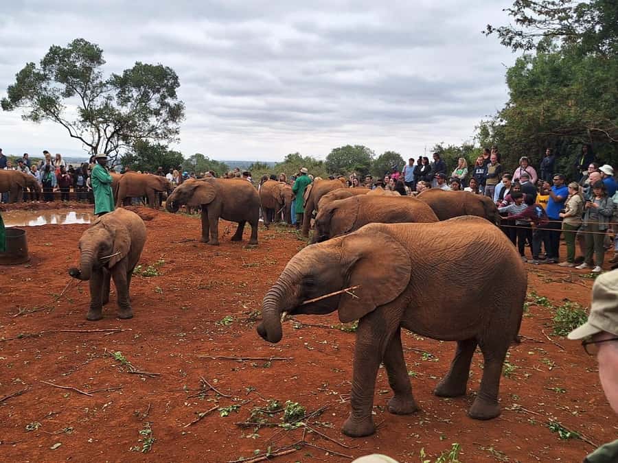 Nairobi’s Best:Elephants,Giraffes Center & Karen Blixen Tour - 11:00 am at the elephant orphanage