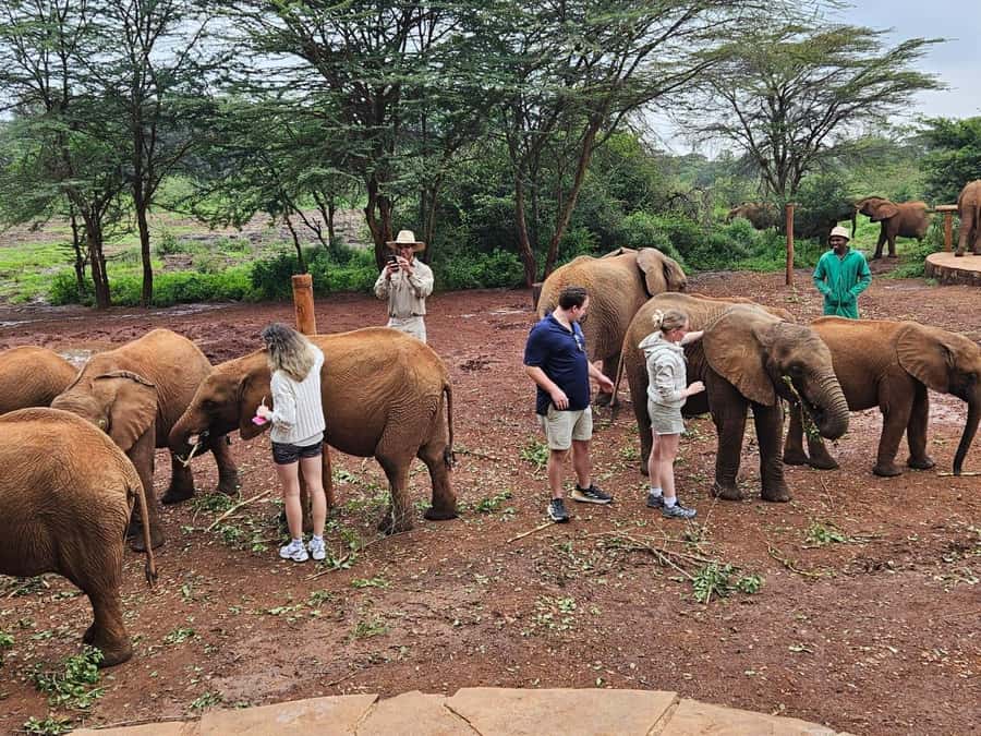 Nairobi’s Best:Elephants,Giraffes Center & Karen Blixen Tour - Conservation lessons behind the adorable faces