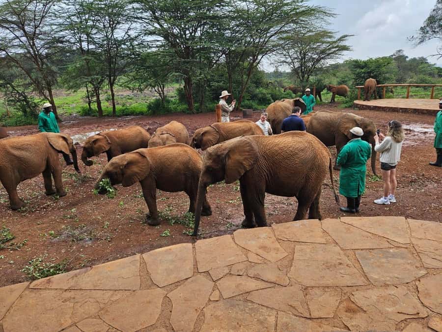 Nairobi’s Best:Elephants,Giraffes Center & Karen Blixen Tour - 1:30 pm lunch at Nairobi Mamba Village