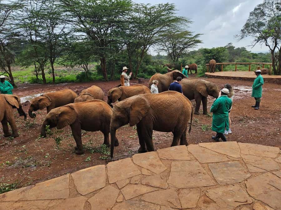 Nairobi’s Best:Elephants,Giraffes Center & Karen Blixen Tour - Private guiding, with one important warning