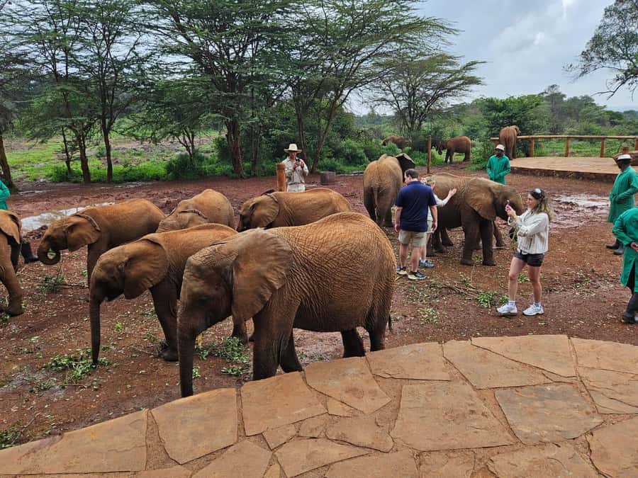 Nairobi’s Best:Elephants,Giraffes Center & Karen Blixen Tour - 9:30 am pickup from your Nairobi hotel