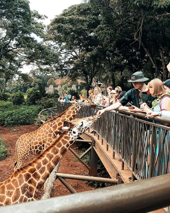 Nairobi Safari:National Park, Elephants &Giraffes GuidedTour - Key points to know before booking