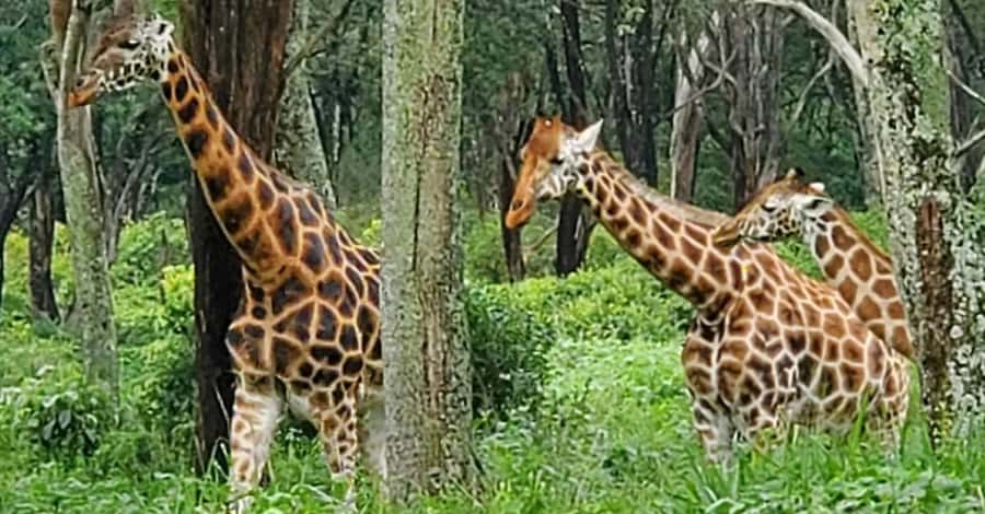 Nairobi Safari:National Park, Elephants &Giraffes GuidedTour - Baby elephants at the David Sheldrick Wildlife Trust
