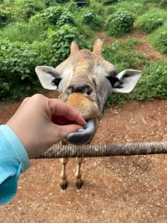 Nairobi Safari:National Park, Elephants &Giraffes GuidedTour - Feeding Rothschild giraffes at the Giraffe Centre