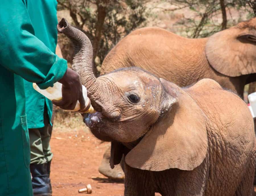 Nairobi Safari:National Park, Elephants &Giraffes GuidedTour - How the schedule works in practice