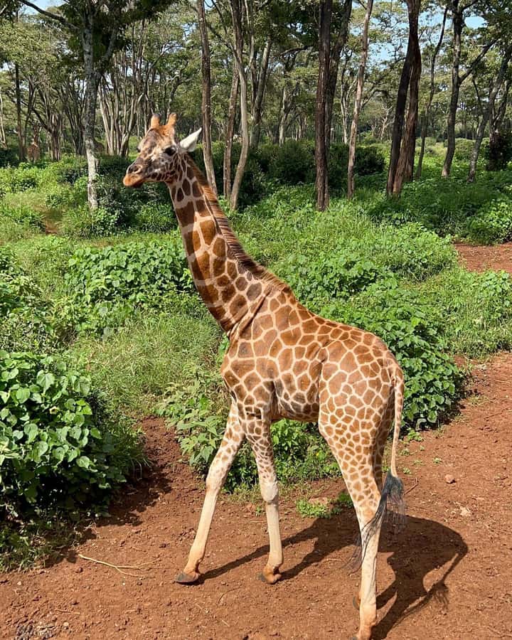Nairobi Safari:National Park, Elephants &Giraffes GuidedTour - Who will enjoy this Nairobi outing