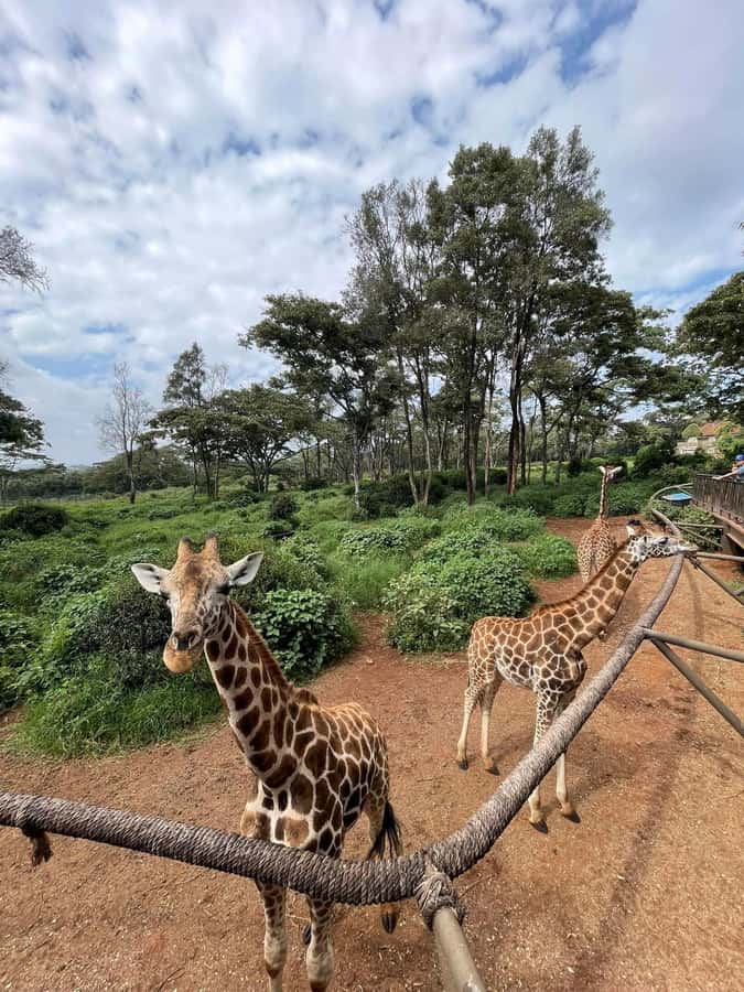Nairobi Safari:National Park, Elephants &Giraffes GuidedTour - Practical advice for a smoother day