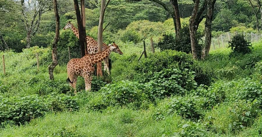 Nairobi Safari:National Park, Elephants &Giraffes GuidedTour - Four hours inside Nairobi National Park