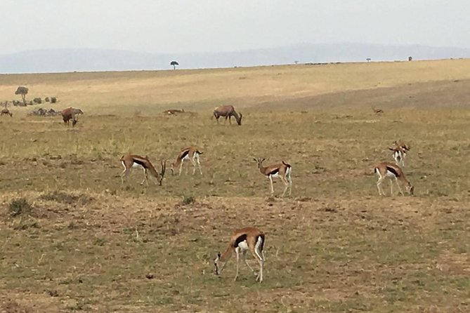 Nairobi safari walk half day tour - Is $57 a fair price?