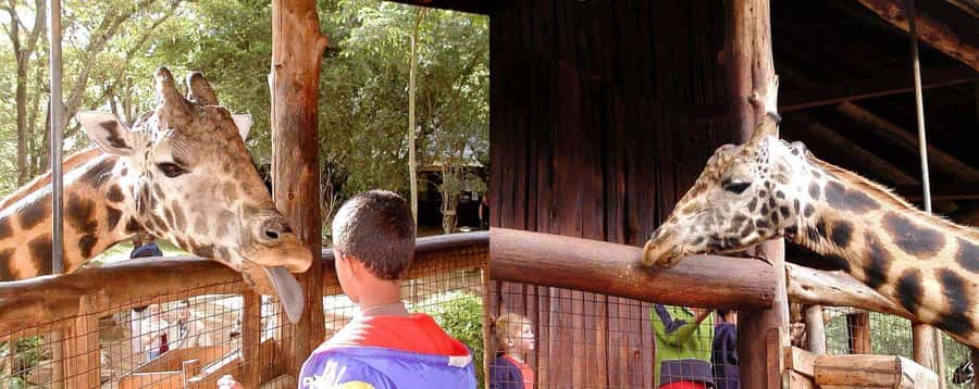 Nairobi: Sheldrick Elephant Orphanage and Giraffe Center - Key points before you book