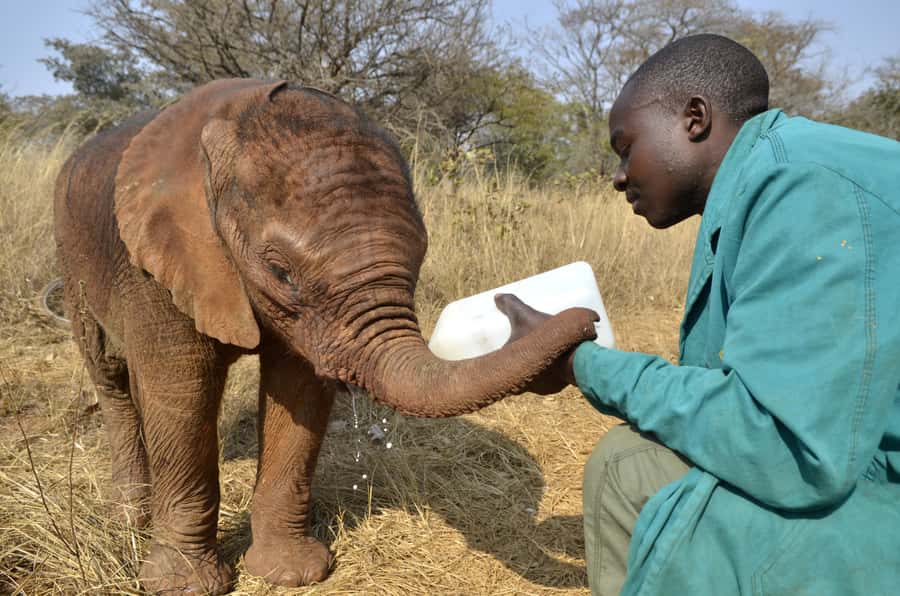 Nairobi: Sheldrick Elephant Orphanage and Giraffe Center - Why this makes a good first Nairobi outing