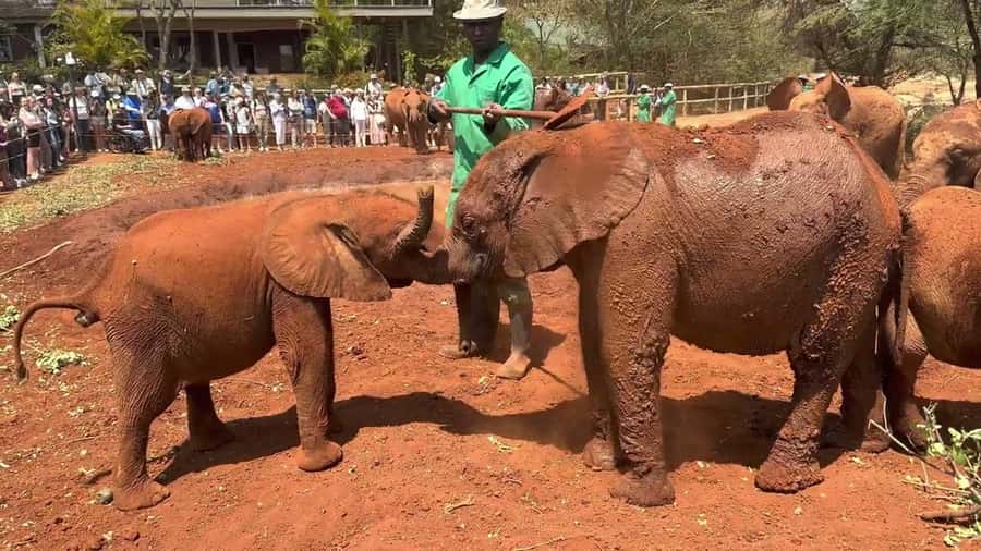 Nairobi: Sheldrick Elephant Orphanage and Giraffe Center - The David Sheldrick Wildlife Trust and its young elephants