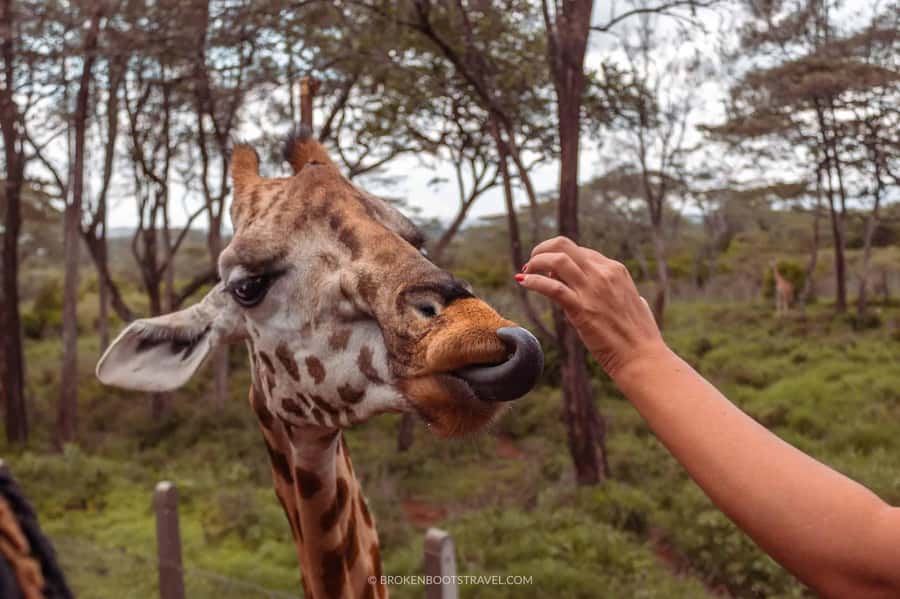 Nairobi: Sheldrick Elephant Orphanage and Giraffe Center - Lunch, photos, and optional Nairobi National Park time