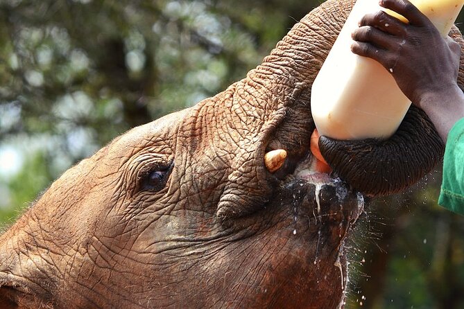 Nairobi Stopover & Layover Tour – Private, Fast & Flexible! - Why this is a smart Nairobi layover plan