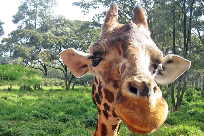 Nairobi Stopover & Layover Tour – Private, Fast & Flexible! - Freedom Nairobi and a final city view
