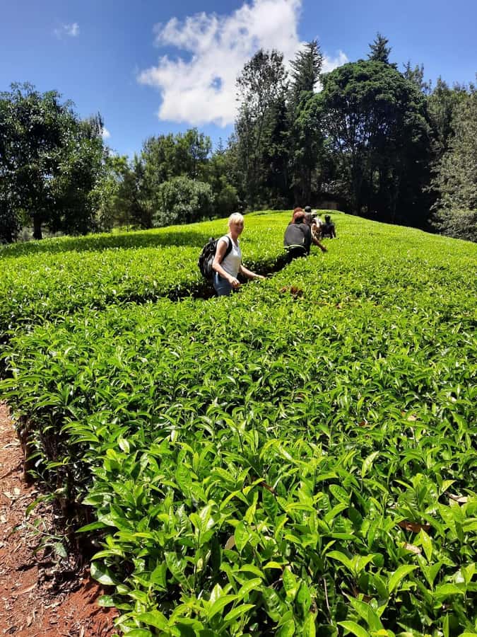 Nairobi: Tea Farm Day Trip with Lunch at kiambethu - Key things to know before booking