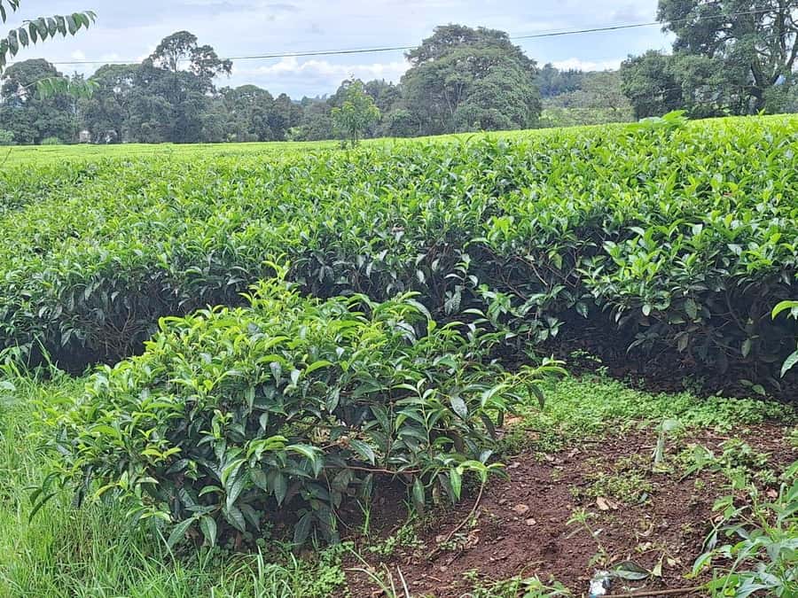 Nairobi: Tea Farm Day Trip with Lunch at kiambethu - Why Kiambethu makes a good break from Nairobi
