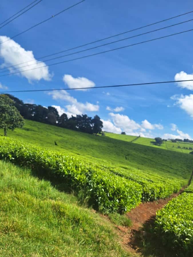 Nairobi: Tea Farm Day Trip with Lunch at kiambethu - Walking the tea fields and picking leaves
