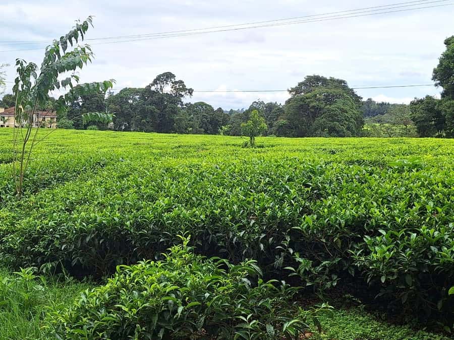Nairobi: Tea Farm Day Trip with Lunch at kiambethu - A quiet finish in the gardens