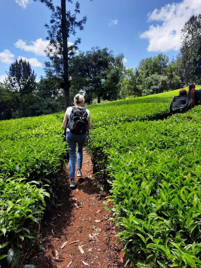 Nairobi: Tea Farm Day Trip with Lunch at kiambethu - The $44 price and the extra $42 fee