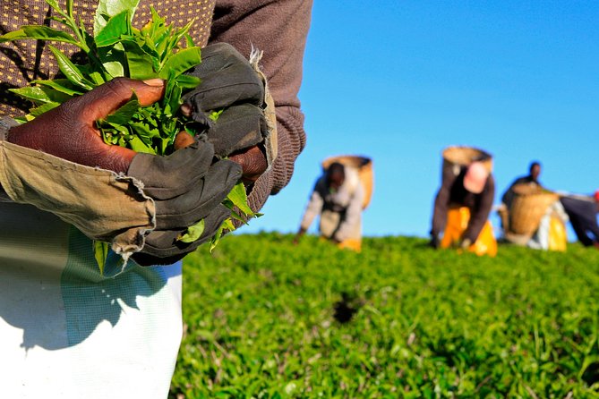 Nairobi to Kiambethu Tea Farm Tour - Key Points Before You Book