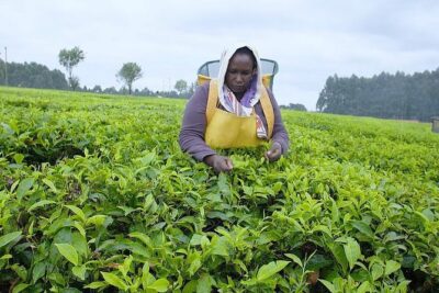 Nairobi to Kiambethu Tea Farm Tour