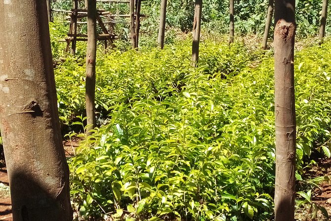 Nairobi to Kiambethu Tea Farm Tour - How Long the Day Really Takes