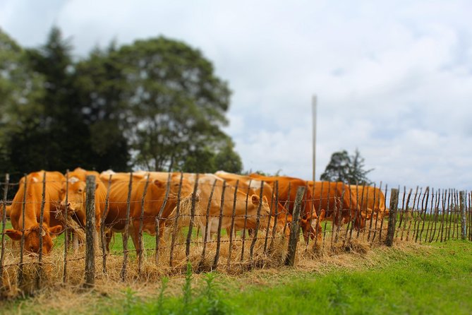 Nairobi to Kiambethu Tea Farm Tour - Guides Make the Transfer Part of the Tour