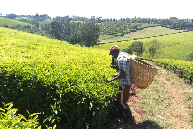 Nairobi to Kiambethu Tea Farm Tour - Who Will Enjoy Kiambethu Most?