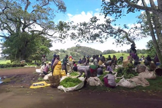 Nairobi to Kiambethu Tea Farm Tour - Price, Booking, and Cancellation