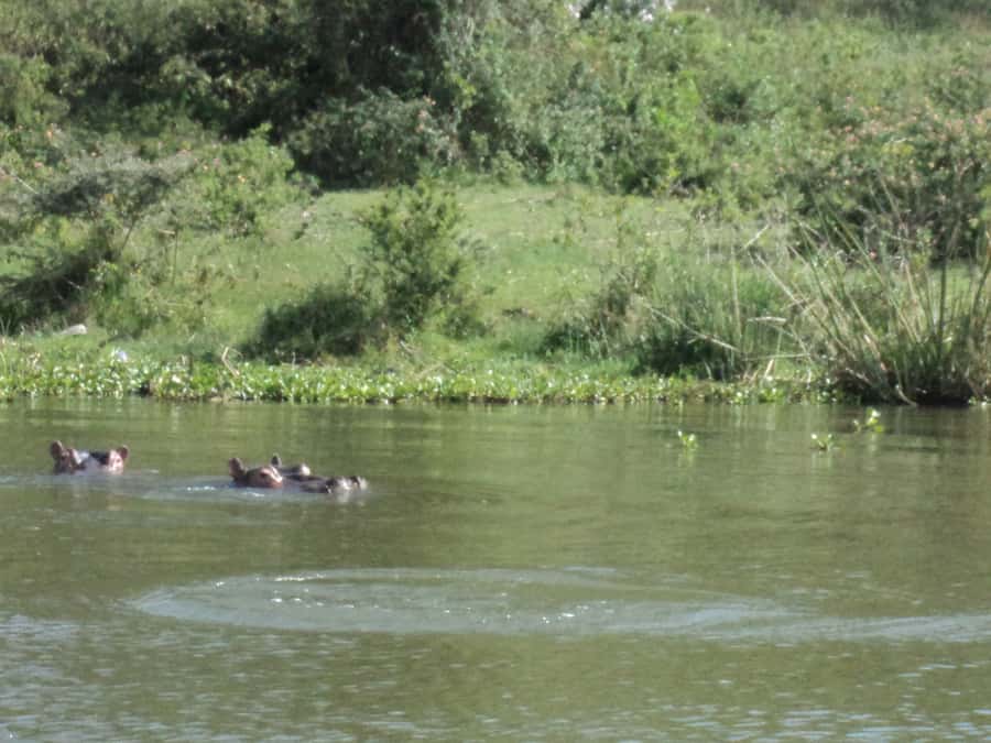 Nairobi to Lake Naivasha Day Tour with Crescent Island - Leaving Nairobi at 7:00 AM